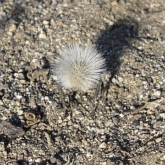dasymutila gloriosa - thistledown velvet ant or gray velvet ant - called an ant, but this is actually a wasp dasymutila gloriosa